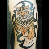 Tiger and tribal tattoo, West Coast Tattoos in Blackpool